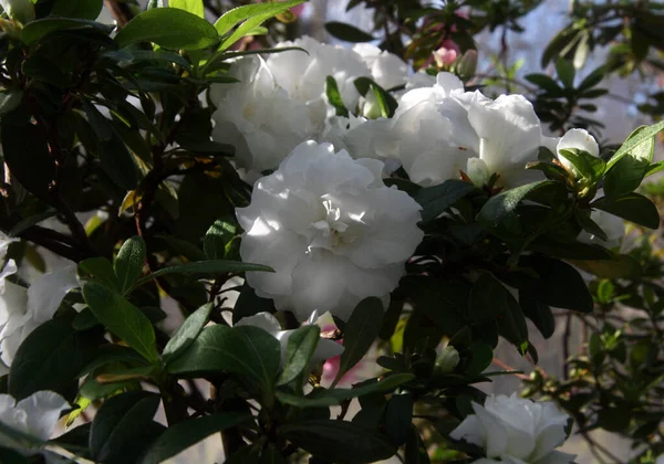 Lots of white flowers in the green garden.White Azalea flowers with green leaves in the garden.