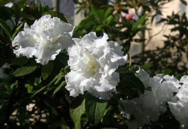 Beyaz çiçek. Azalea beyaz çiçekleri. Bahçede çiçek açıyor. Çiçek açan. Bir sürü açelya çiçeği. Yemyeşil, güzel çiçekler. Çiçek açan bahçe. Bahar çiçekleri.