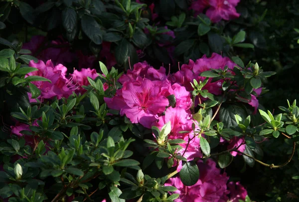 Çiçek açan, yeşil bahçedeki pembe rhododendron çiçekleri. Çiçek açan, yeşil yapraklı pembe rhododendron çiçeği. Büyük, pembe bir çiçek. Bahçede tam gelişmiş bir çiçek. Güzel, pembe çiçek.
