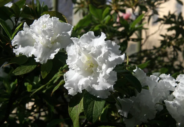 White Flower Azalea White Blooms Blooming Garden Blooming Flowers Lots — Stock Photo, Image