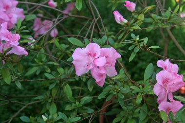 Çiçek açan. Bir sürü açelya çiçeği. Pembe ve beyaz çiçekler. Yemyeşil, güzel çiçekler. Çiçek açan bahçe. Bahar çiçekleri. 