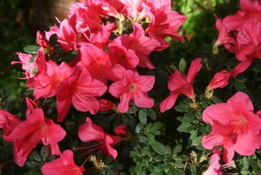 Kırmızı, yeşil bir bahçede çiçek açan Azalea. Kırmızı çiçek. Azalea kırmızısı. Bahçede çiçek açıyor. Çiçek açan. Bir sürü açelya çiçeği. Yemyeşil, güzel çiçekler. Çiçek açan bahçe. Bahar çiçekleri. 