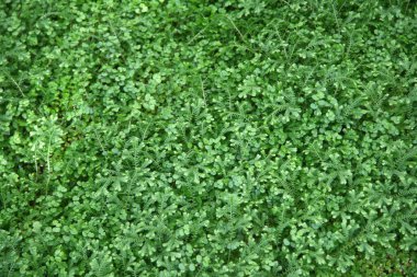 Açık alanda bir sürü yeşil yaprak ve çimen var. Arka plan, yeşil yaprakların ekran koruyucusu ve taze çimenler. Genç ot. Yeşil çimenli ve yapraklı çayır.