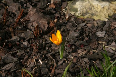 Sarı timsahlar. Çiçekli timsahlar. Bahar çiçekleri. Timsah tomurcukları ve çiçekler. Parlak sarı çiçek. Çiçekler sarı ve yeşil yapraklardır. Bahar.