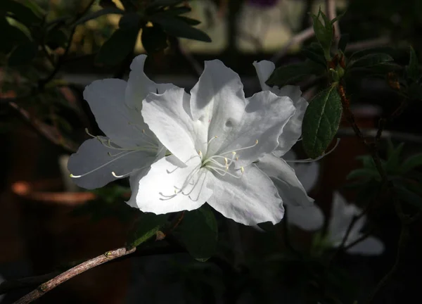 Белые Цветы Азалии Зеленом Саду Розовый Цветущий Азимут Зеленом Саду — стоковое фото