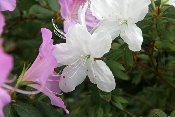 Lots Blooming Azaleas Pink White Flowers Lush Beautiful Flowers Blossoming — Stock Photo, Image