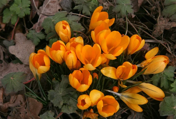 Yellow Crocuses Blooming Crocuses Spring Flowers Crocus Buds Flowers Bright — Stock Photo, Image