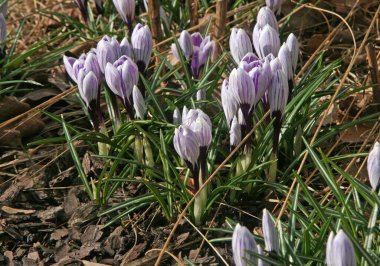 Mavi timsahlar. Mavi çiçek. Mavi timsah tomurcukları ve çiçekleri. Baharda açan çiçekler. İlki, bahar çiçekleri..