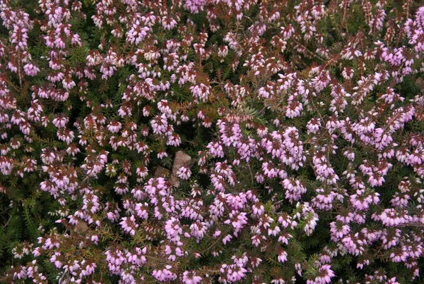 Background, screensaver of pink spring flowers . Lots of little blooming, pink flowers . Lots of pink , spring flowers . A few pink flowers in a spring meadow.