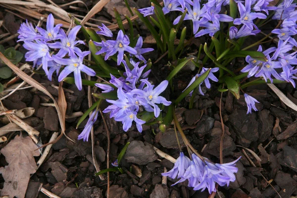 Bir Sürü Çiçek Mavi Çiçekler Bir Sürü Mavi Bahar Çiçekleri — Stok fotoğraf