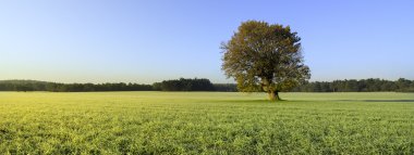 Tarım arazisi yükselen güneş