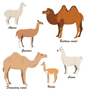 Camelis vektör çizim seti: dromedary deve, bactrian deve, lama, alpaka, vicugna, guanaco.