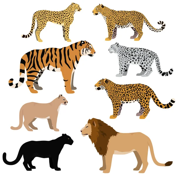Desenhos animados grandes gatos vetor definido . —  Vetores de Stock