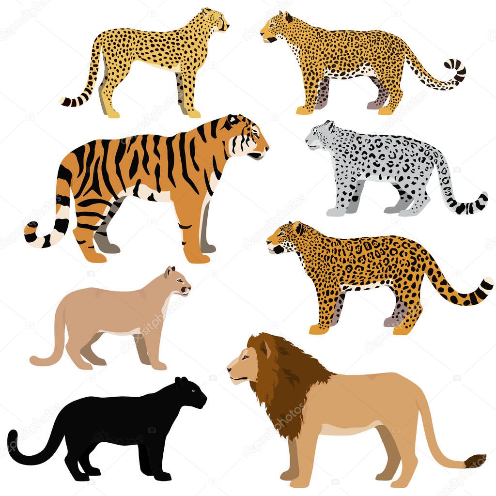 Cartoon big cats vector set.