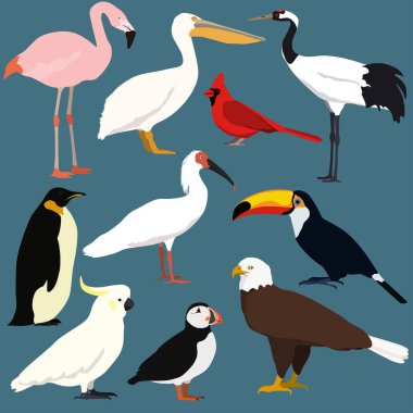 Cartoon birds collection. Different species of birds vector set. 