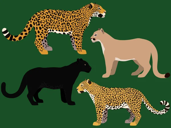 Ilustración de pantera negra, puma, jaguar y leopardo . — Vector de stock