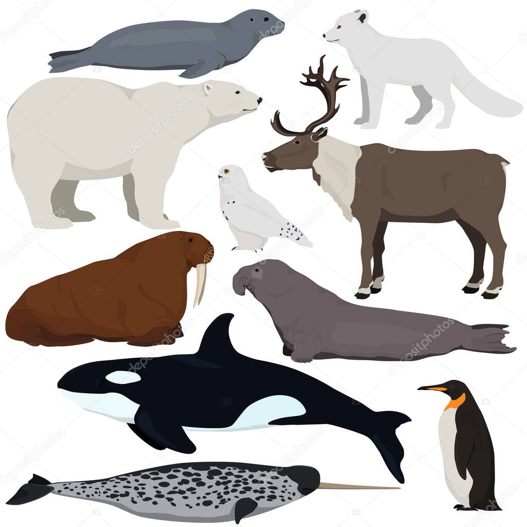 Set of cartoon arctic and antarctic animals. Vector illustration of polar bear, seal, arctic fox, penguin, killer whale, snowy owl, elephant seal, walrus, reindeer, narwhal.