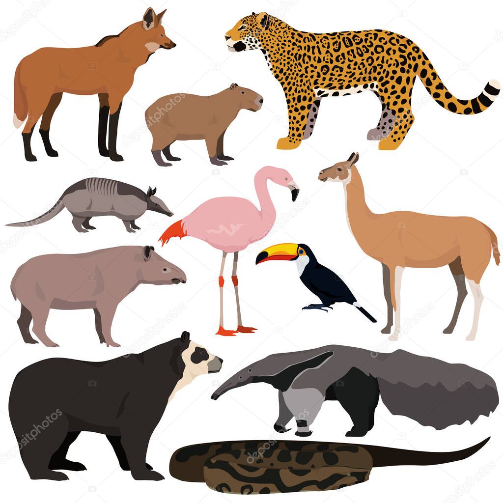 Vector set of cartoon south american animals. Jaguar, anaconda, flamingo, maned wolf, tapir, capybara, anteater, armadillo, toucan, guanaco, spectacled bear.