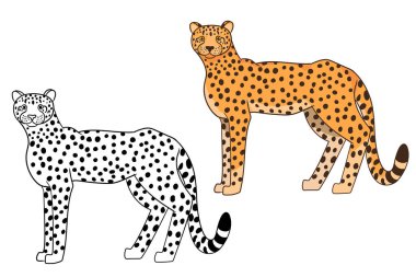 Cute cartoon cheetah for coloring page vector illustration. Hand drown black and white and colorful cheetah character. 