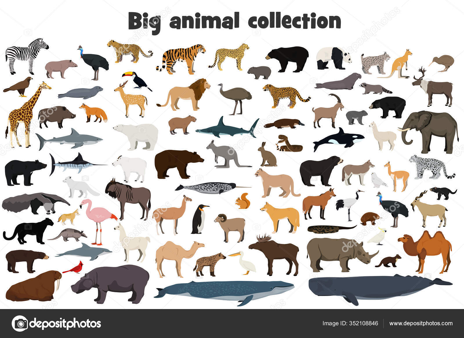 Big animal collection. Set of wild forest, arctic, jungle, mountain, african, australian animals. Realistic animals. Stock Vector Image by ©Rhoeo #352108846 Big animal collection. Set of wild forest, arctic, jungle, mountain, african, australian animals. Realistic animals. Stock Vector Image by ©Rhoeo #352108846