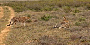 Leoparlar öğle güneşinde dinlenir.