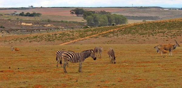Uma Manada Cabras Zebras Nossa Viagem Safári — Fotografia de Stock
