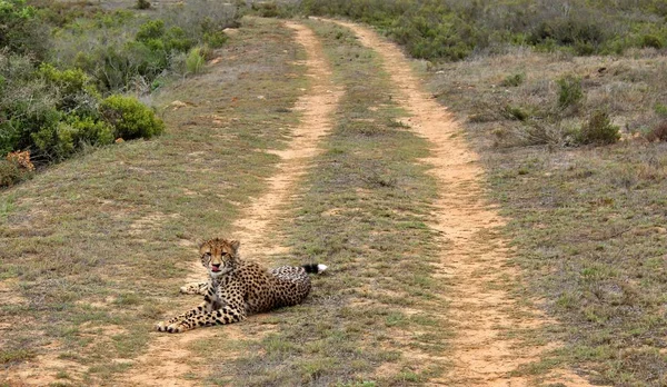 Леопарды Отдыхают Полуденном Солнце — стоковое фото