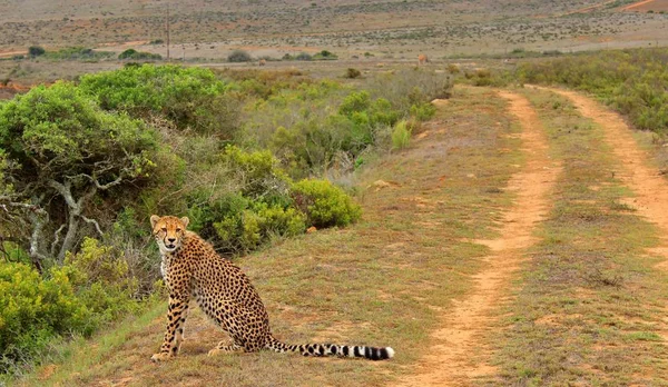 Леопарды Отдыхают Полуденном Солнце — стоковое фото