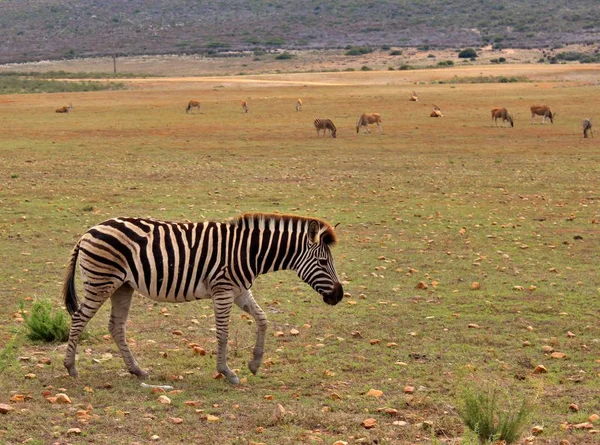 Close Uma Zebra Savana Durante Safari Dia — Fotografia de Stock