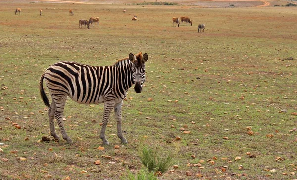 Primer Plano Una Cebra Sabana Durante Safari Día — Foto de Stock