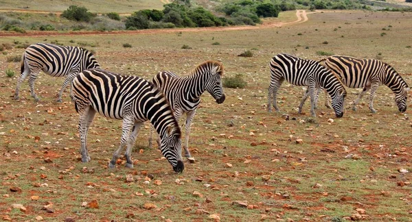 Zebraherde Frisst — Stockfoto