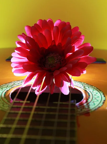 Chrysanthème Guitare Avec Éclairage Fond — Photo