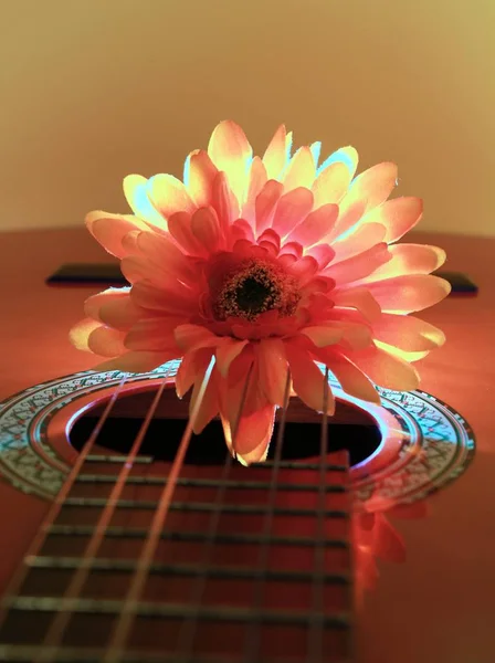 Chrysanthème Guitare Avec Éclairage Fond — Photo