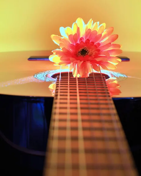 Chrysanthème Guitare Avec Éclairage Fond — Photo
