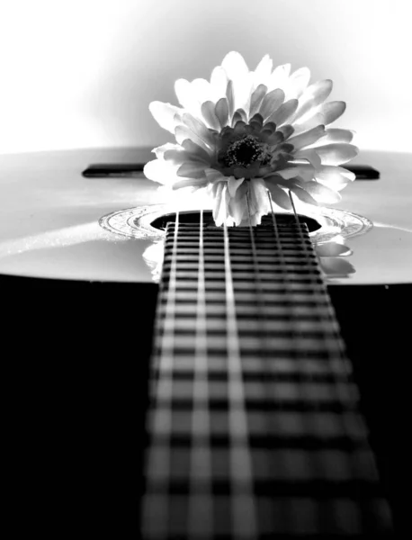 Chrysanthème Guitare Avec Éclairage Fond — Photo