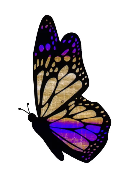 Papillon avec dégradé de couleur dans l'aile — Photo