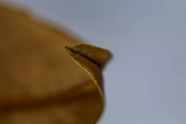 Macro immagine di una foglia d'autunno curva — Foto Stock