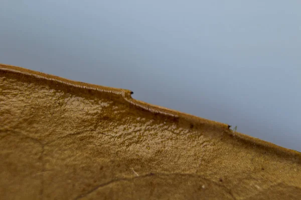 Makro krawędź zakrzywionego jesiennego liścia — Zdjęcie stockowe