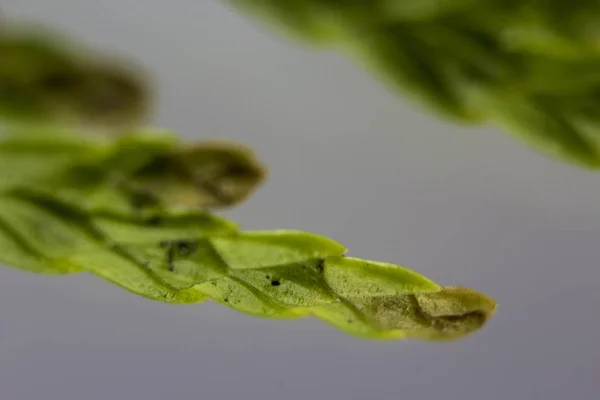 Macro branche image d'un arbre de vie — Photo