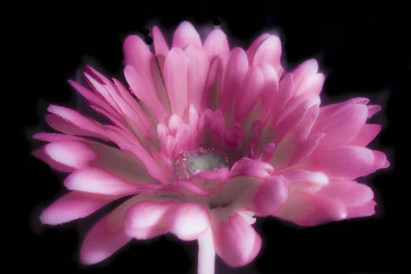 Πέταλα υφασμάτινου λουλουδιού σε σκηνή με φωτεινές ανταύγειες Royalty Free Εικόνες Αρχείου