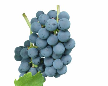 dark grapes still fresh on the vine with white background