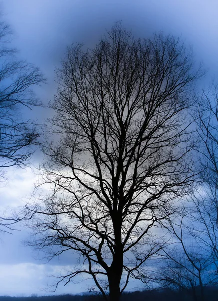 Силуэт Дерева Фоне Голубого Неба — стоковое фото