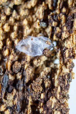 Terk edilmiş bir örümcek yuvasının makro resmi