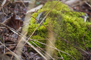 Dikenli kırmızı ince dal bir taşın üzerindeki yosunların üzerinde yatıyor.