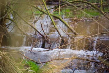 Ağaçlar ve çalılarla çevrili çok küçük şelaleleri olan küçük bir nehir.