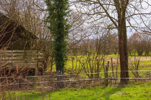 Verse Groene Bladeren Groeien Uit Boom Naast Een Oude Schuur — Stockfoto