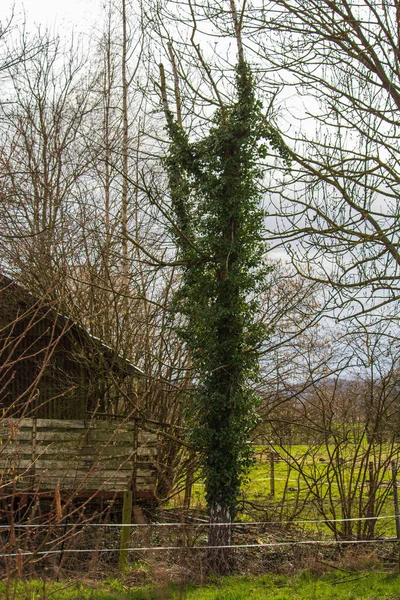 Fresh Green Leaves Grow Tree Next Old Barn — Stock Photo, Image