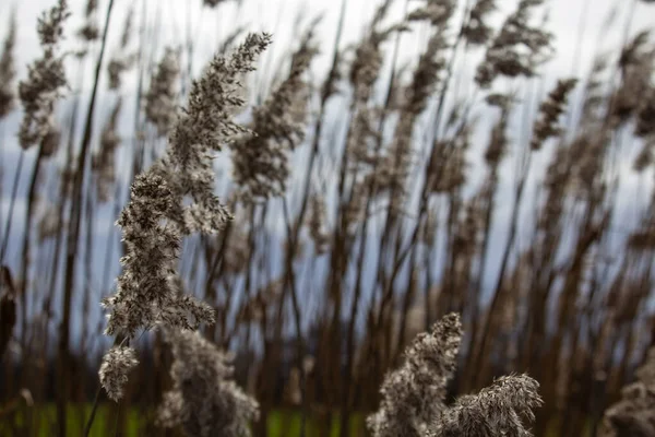 Reed Grove Many Reed Flowers Focus Front — Stock Photo, Image