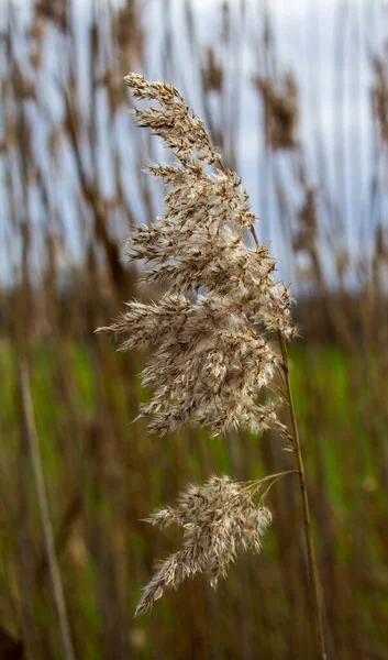 Single Reed Blossom Foreground Blurred Reed Haem Background — Stock Photo, Image