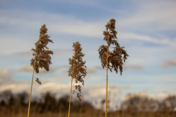 Three Reed Stalks Wind Focus Middle — Stock Photo, Image